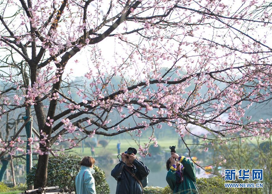 甜甜萌物语华为渠道服下载